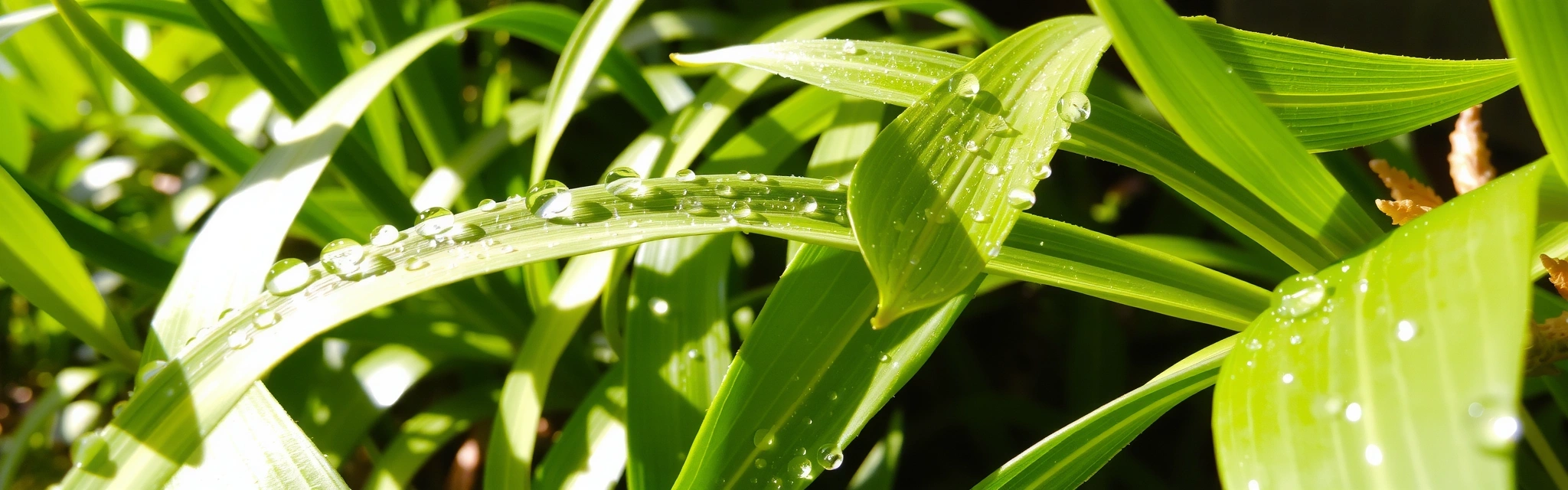Green leaves and gentle sunlight symbolizing wellness and natural living